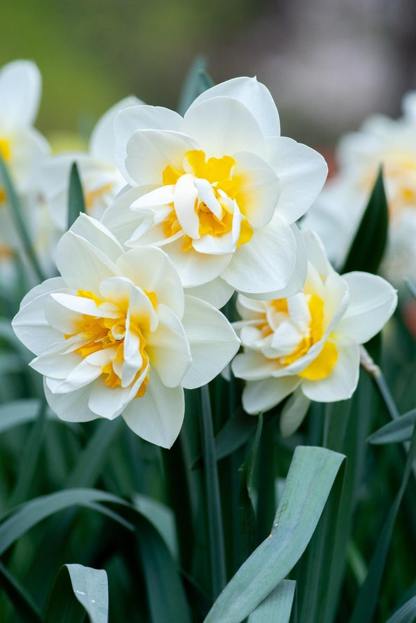 Påskens blomst er gul som solen